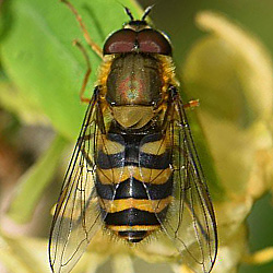 Syrphus torvus